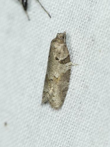 Eana incanana